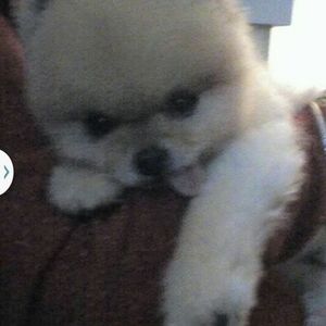 Meet your Posher, Cj